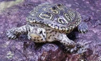 絢麗的鉆紋龜 飼養全攻略，掌握這些技巧讓花鉆魅力綻放